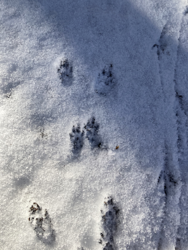 Squirrel prints