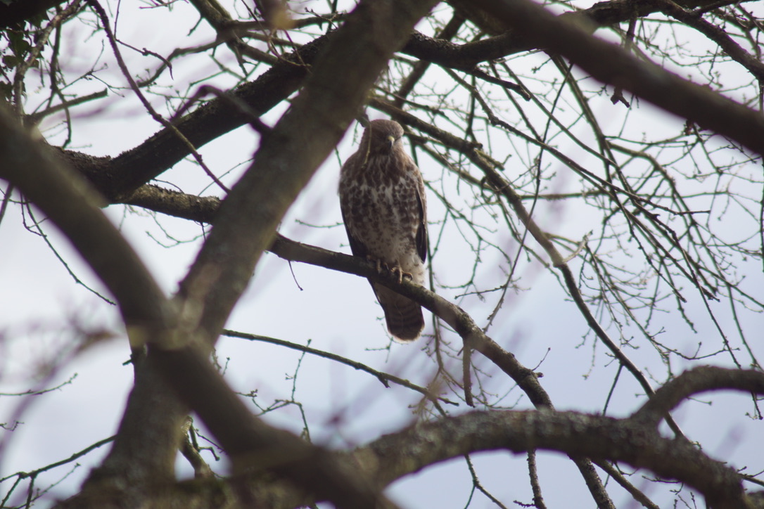 Buzzard