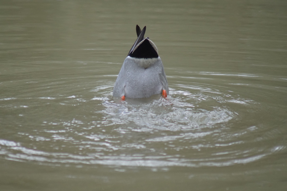 Mallard Feeding