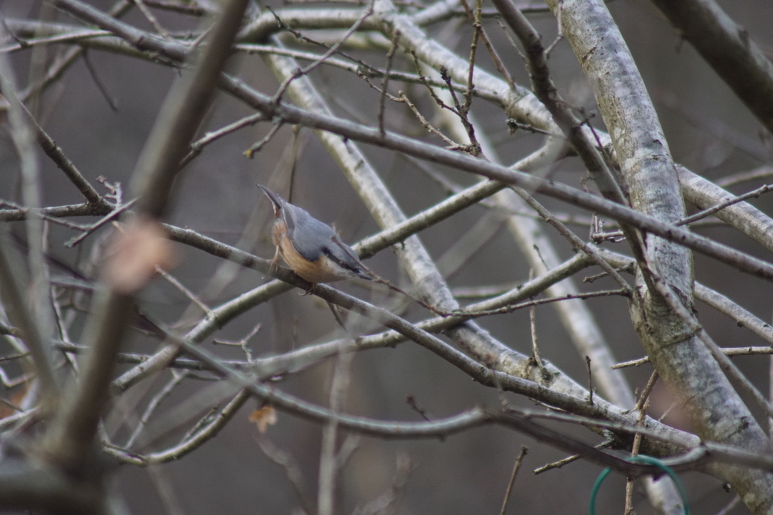 Nuthatch