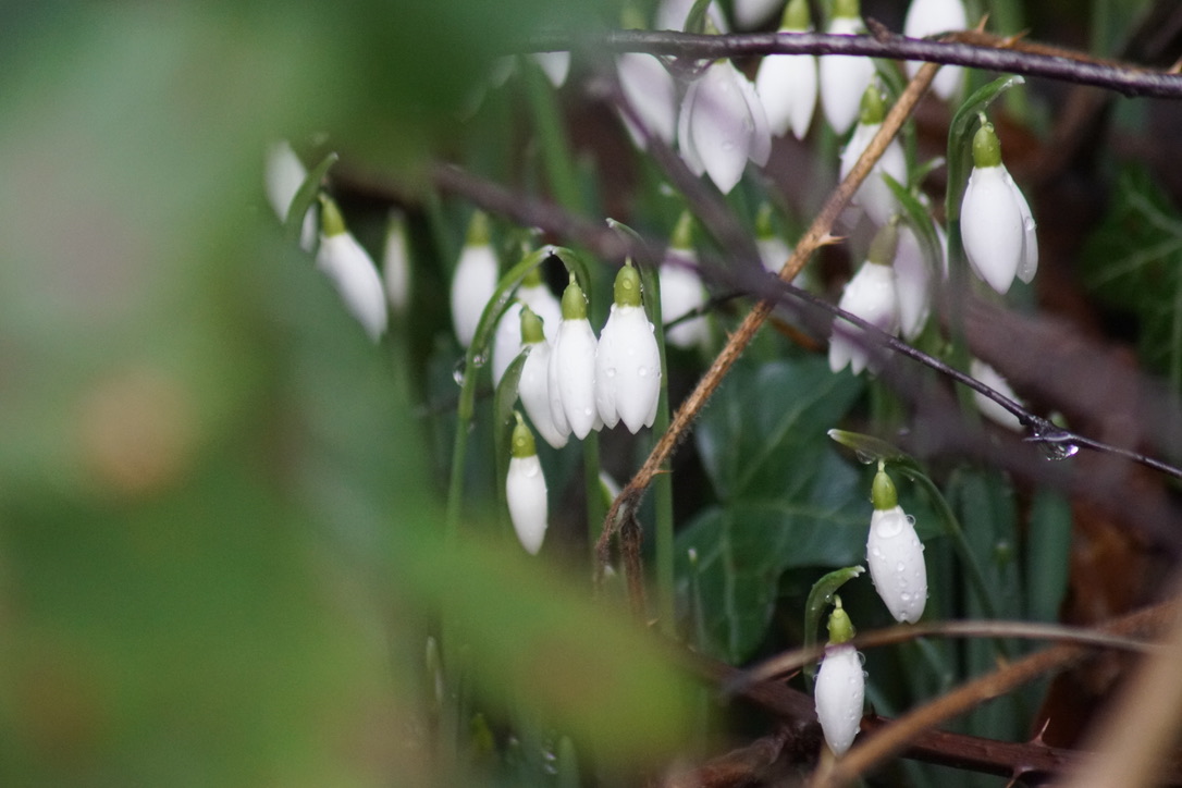 Snow drops