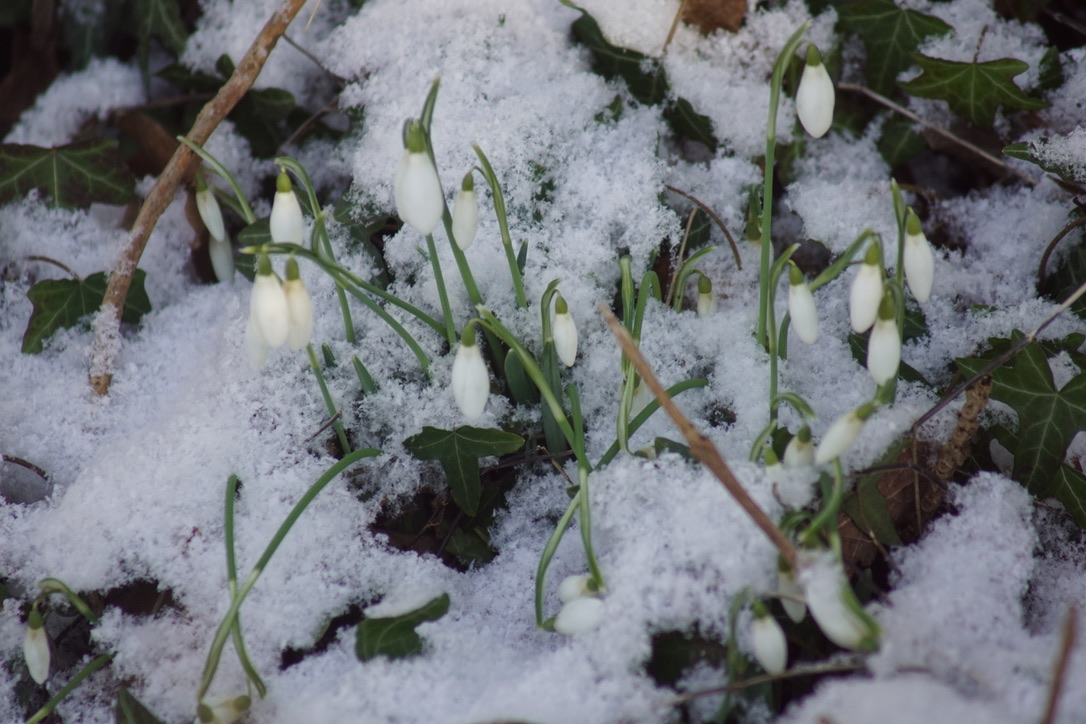 Snow drops