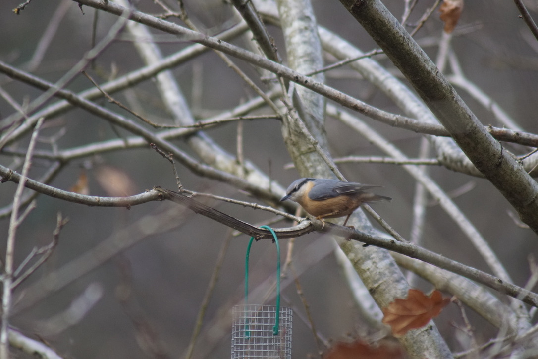 Nuthatch