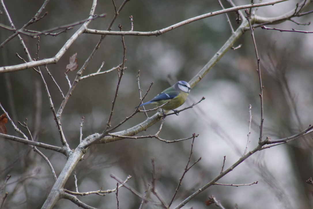 Blue tit