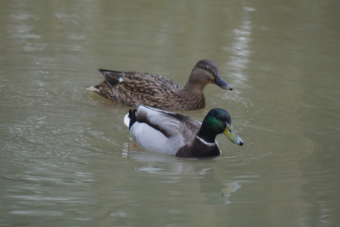 Mallards