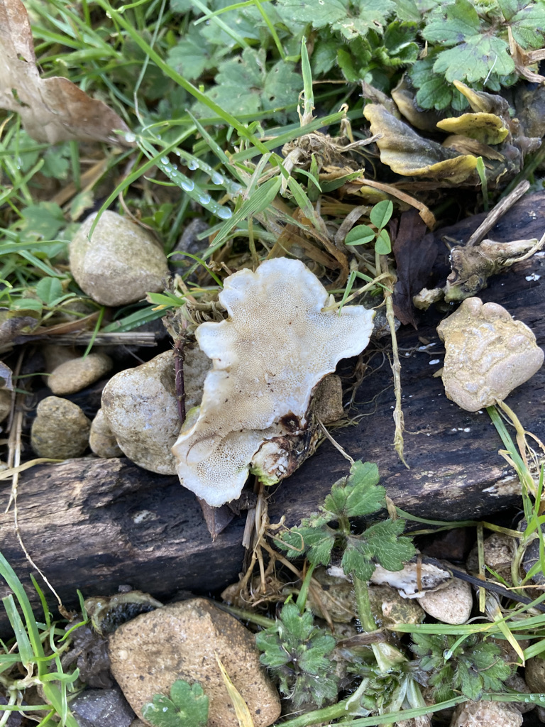 Turkey tail fungus - Trametes versicolor 