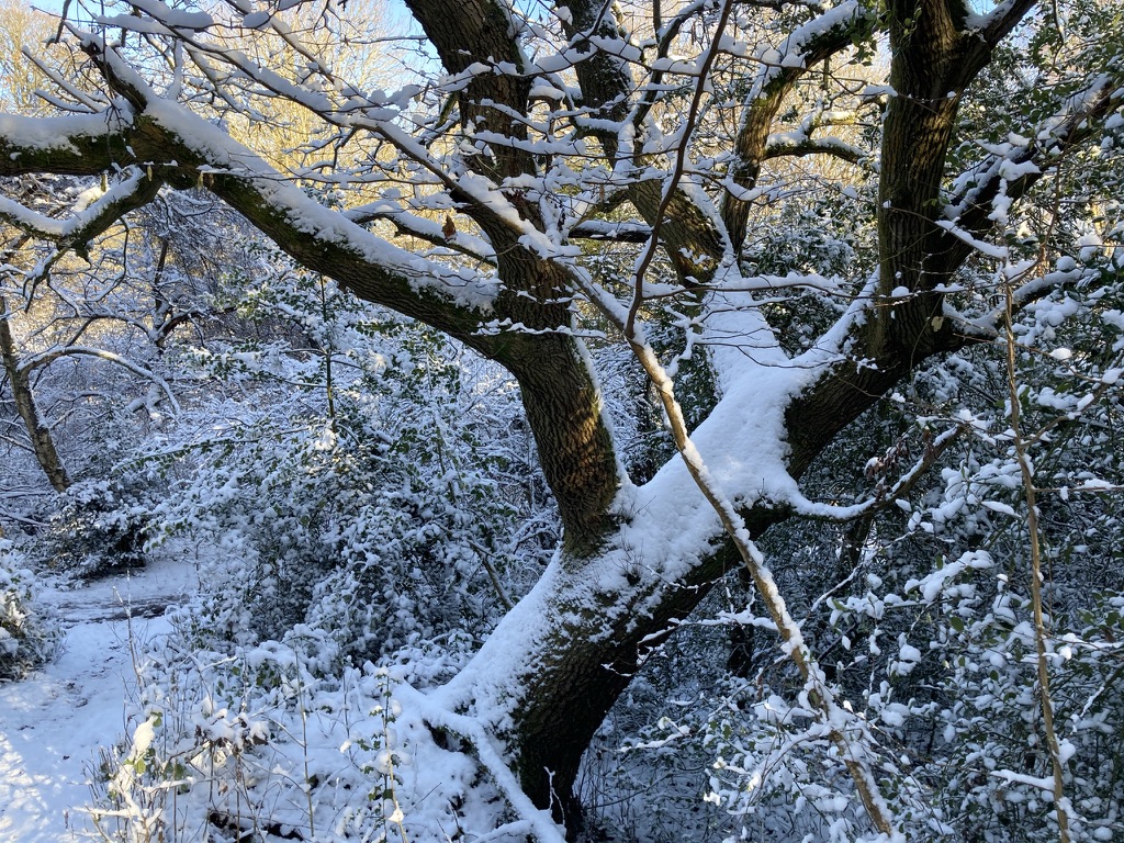 Oak tree at junction of the Woodland Path and the Bridle Way