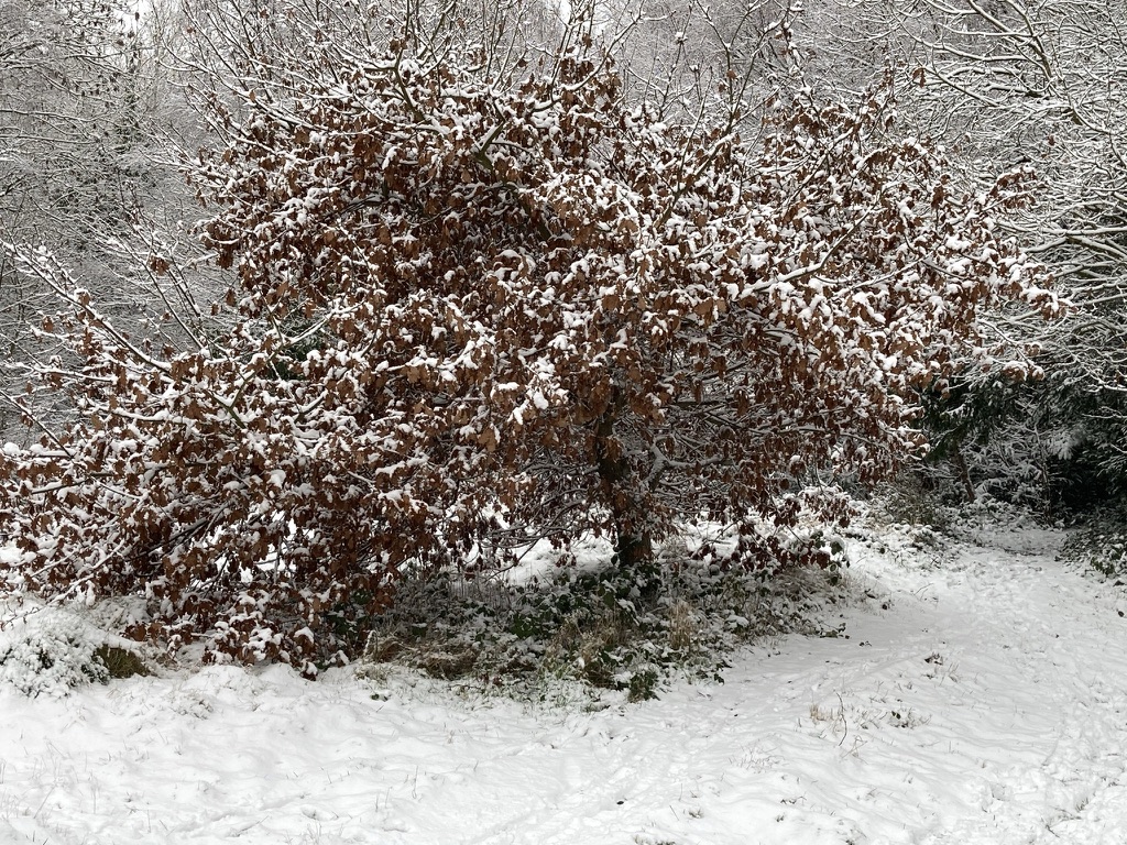 Oak tree on the Heath