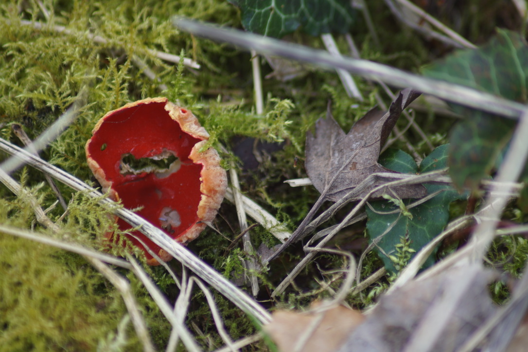 Scarlett elfcup Sarcoscypha austriaca 