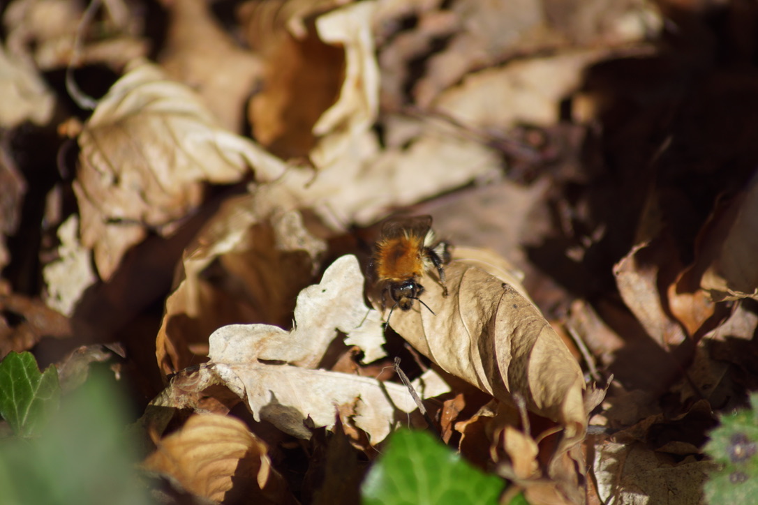 Common Carder Bee 