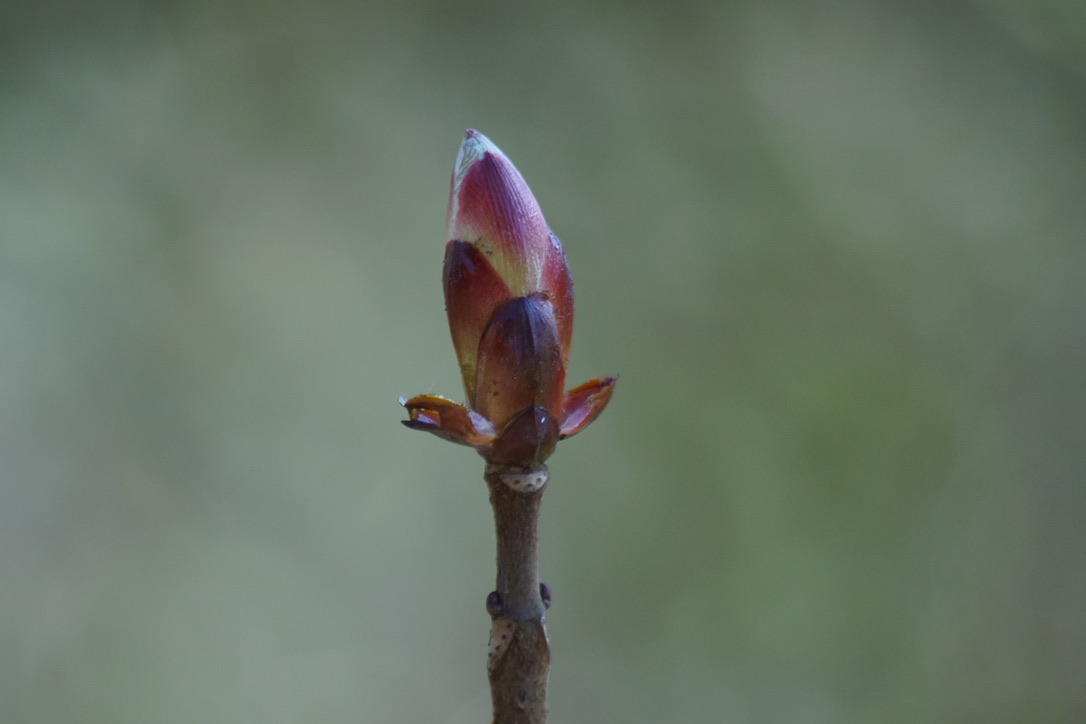 Horse chestnut