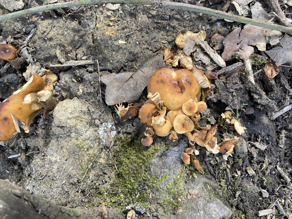 Golden needle mushroom - Flammulina veluptipes