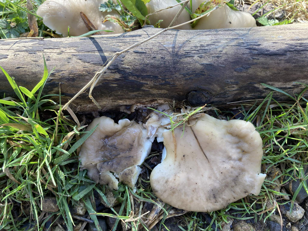 Pearl Oyster mushroom - Peurotus ostreatus