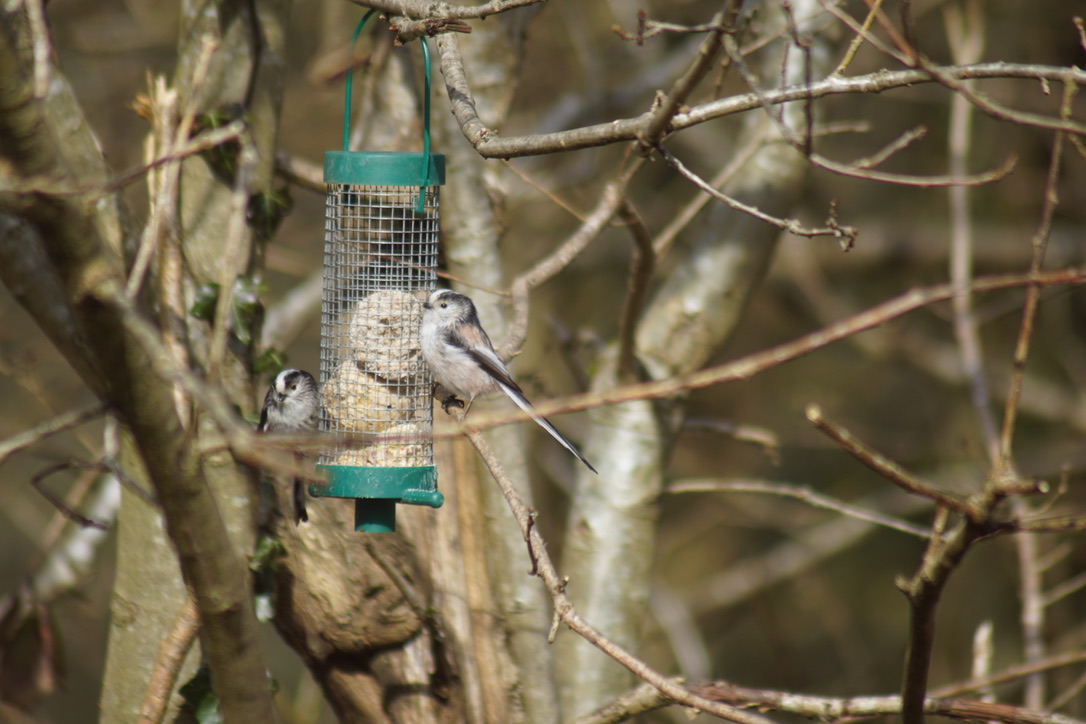 Long-tailed tit