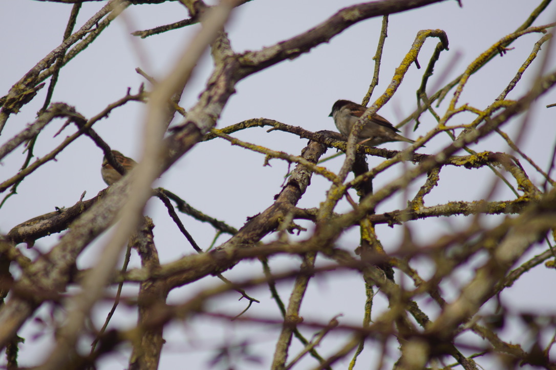 House sparrow 