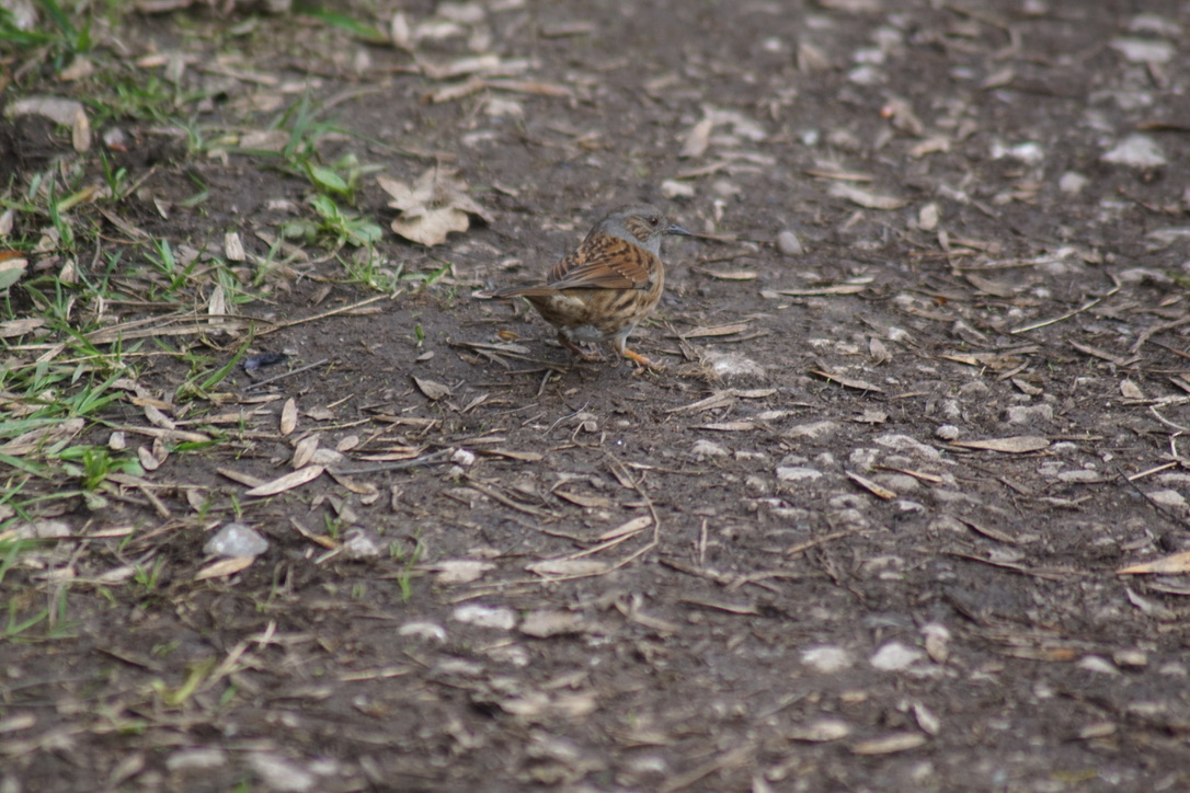 Dunnock 