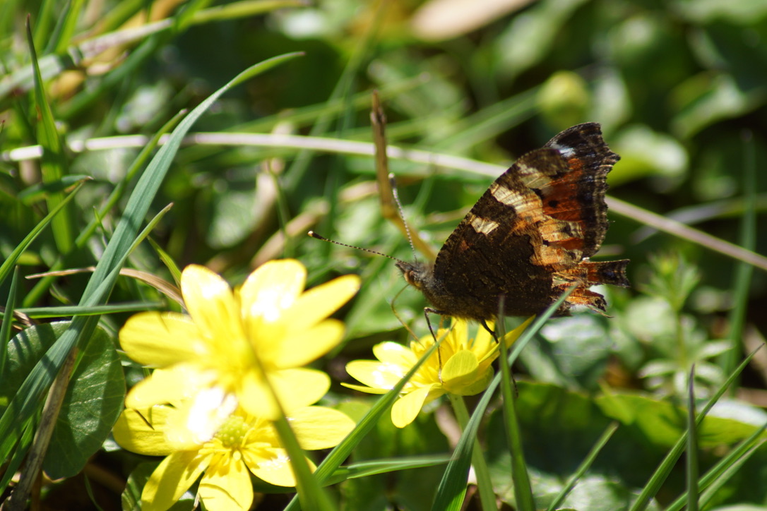 Tortoiseshell butterfly feeding on Lesser celandine 