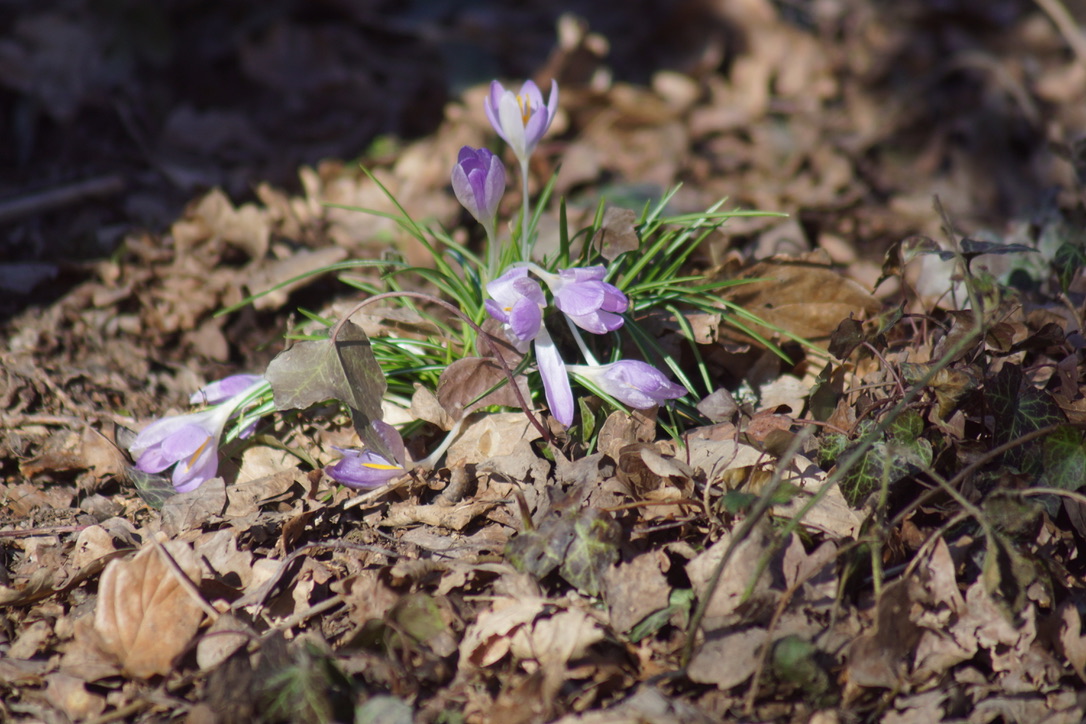 Crocus 