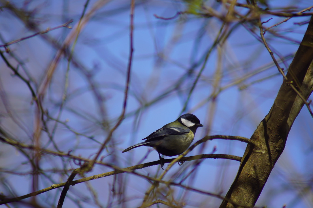 Great tit