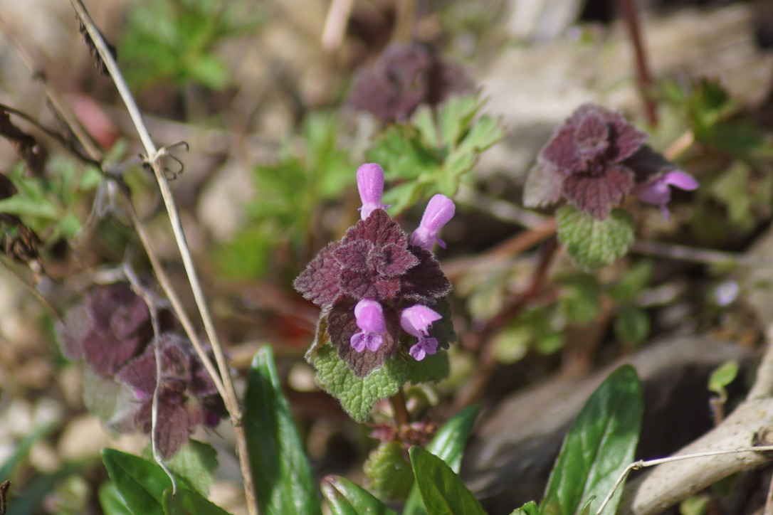 Dead red-nettle