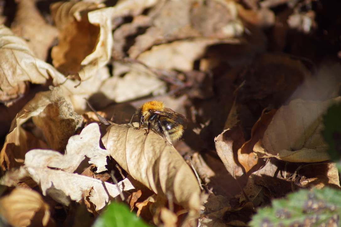 Common Carder Bee 