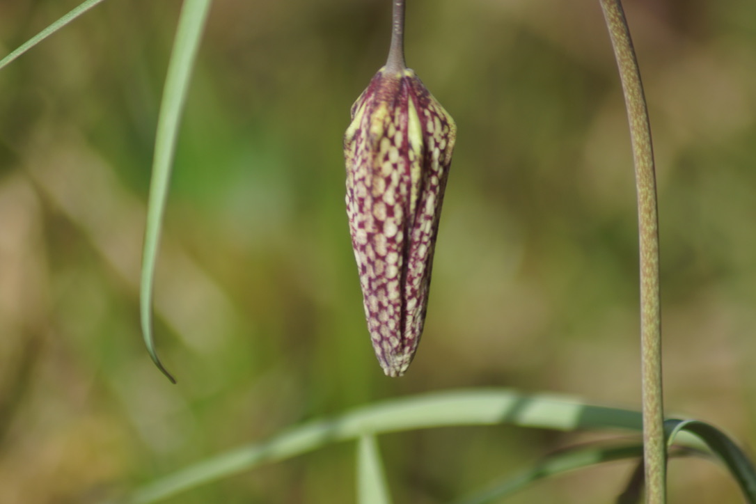 Snakes-head fritillary 