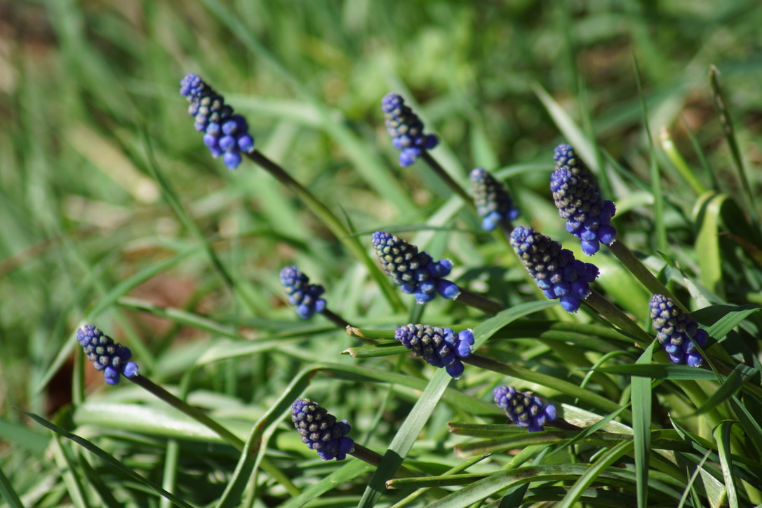 Grape Hyacinth - garden escapee!  