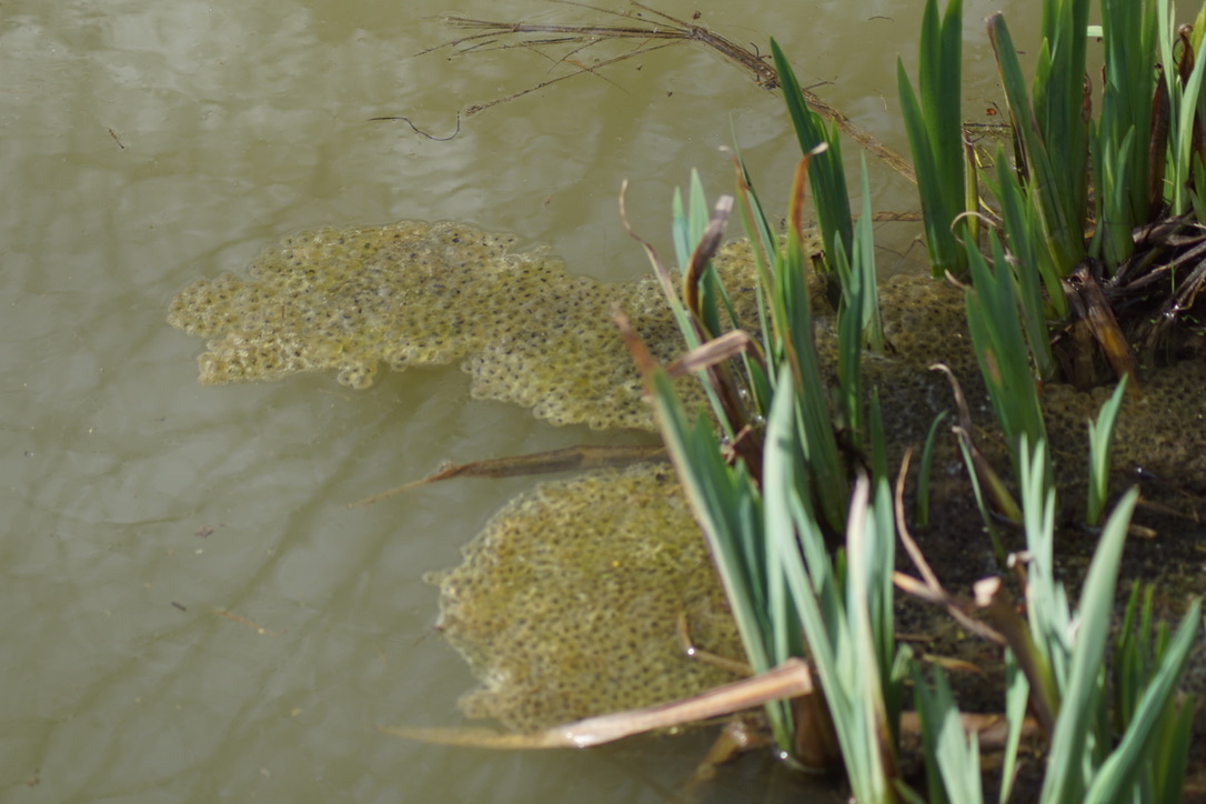 Frogspawn 