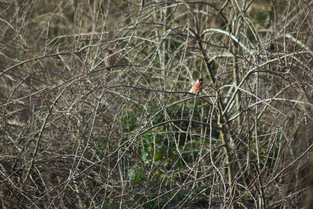 Bullfinch