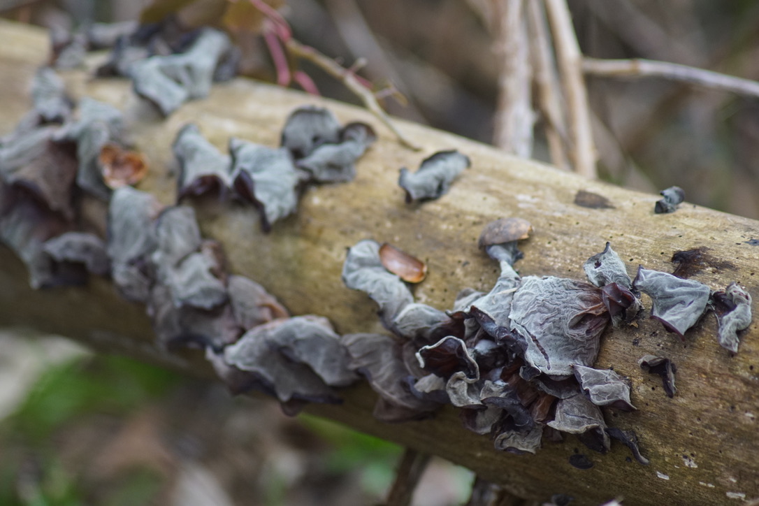 Wood ear - Auricularia auricula-judae