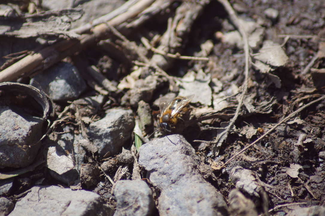 Red mason bee 