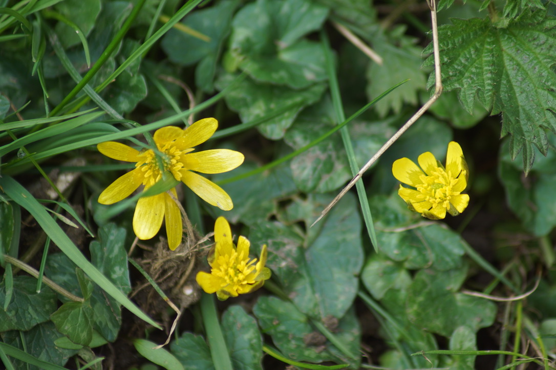 Lesser celandine