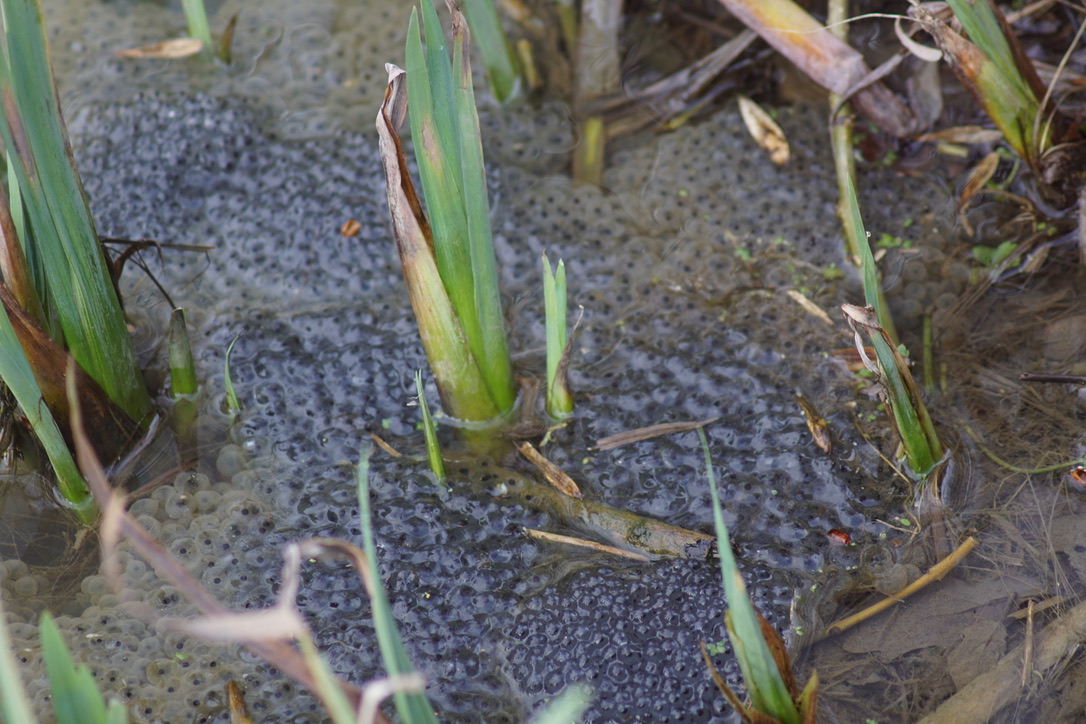 Frogspawn