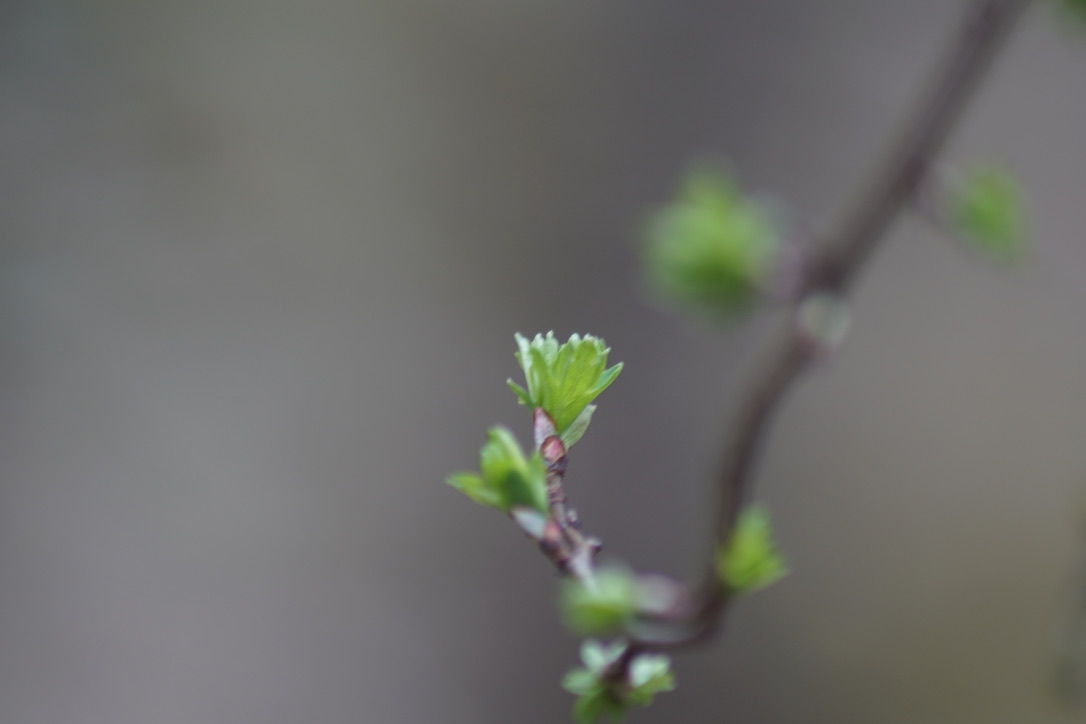 Hawthorn leaves