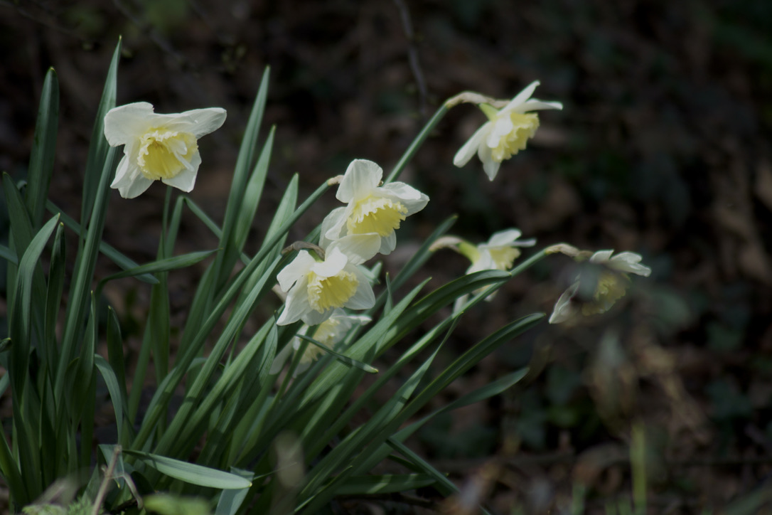 Daffodils