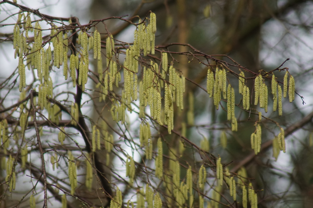 Hazel Catkins