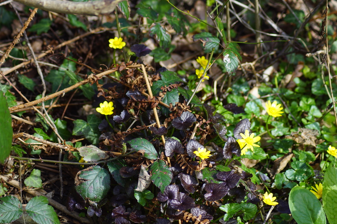 Lesser celandine  