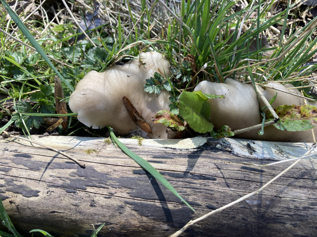 Pearl Oyster - Pleurotus ostreatus