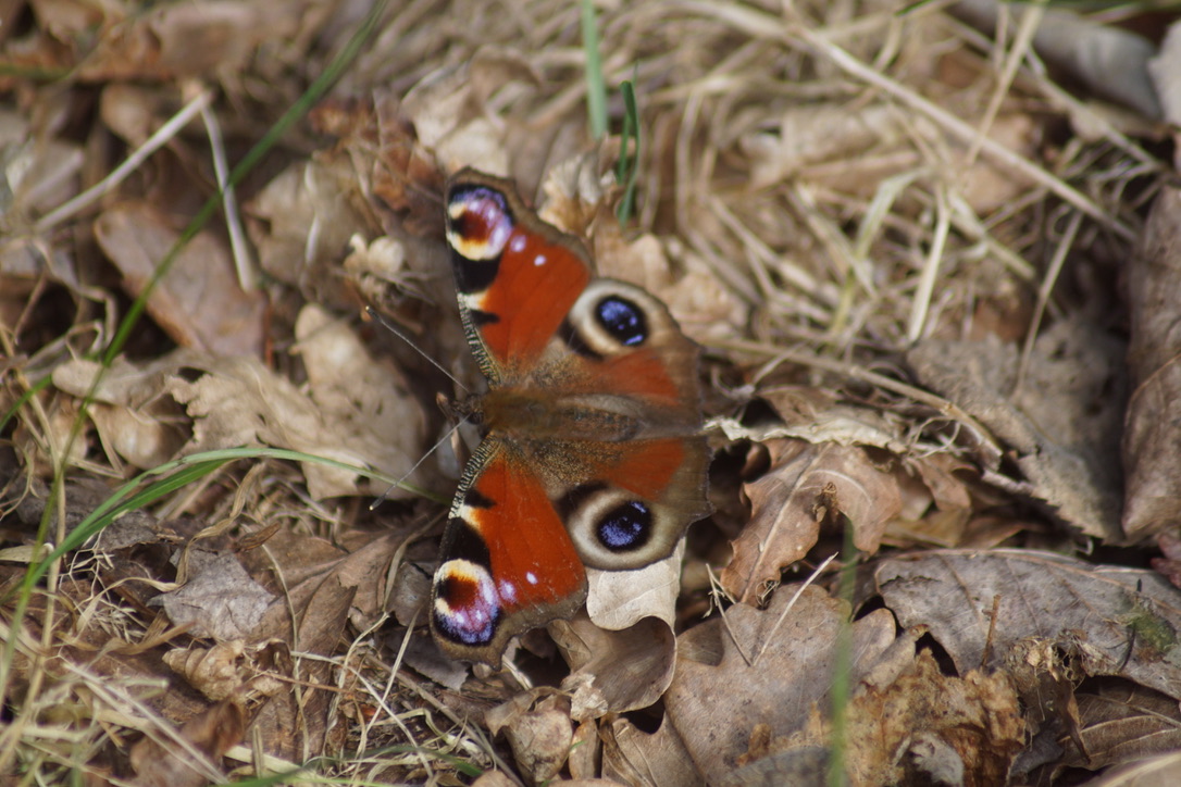 Peacock butterfly 