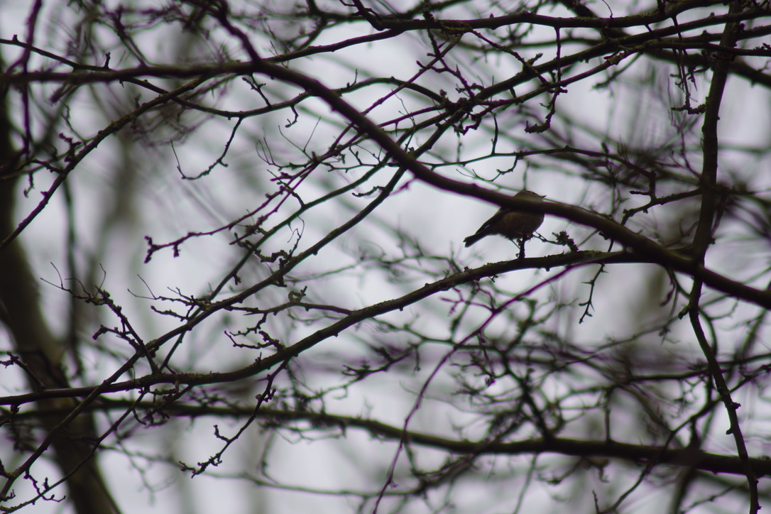 Goldcrest