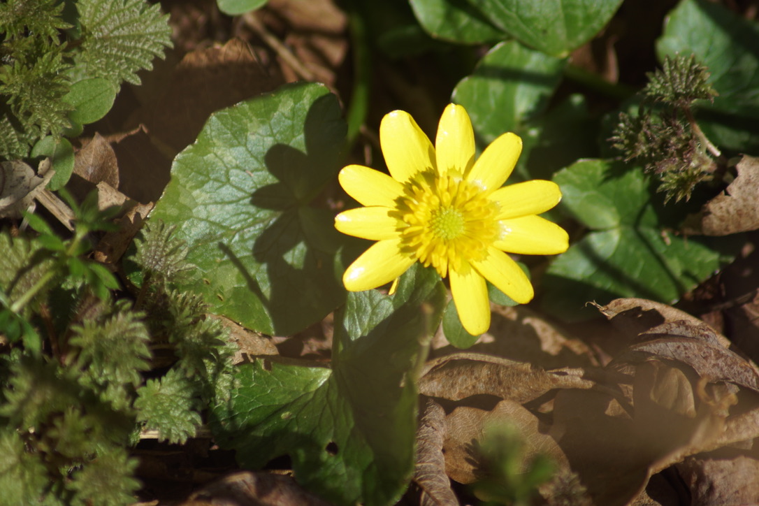 Lesser celandine  