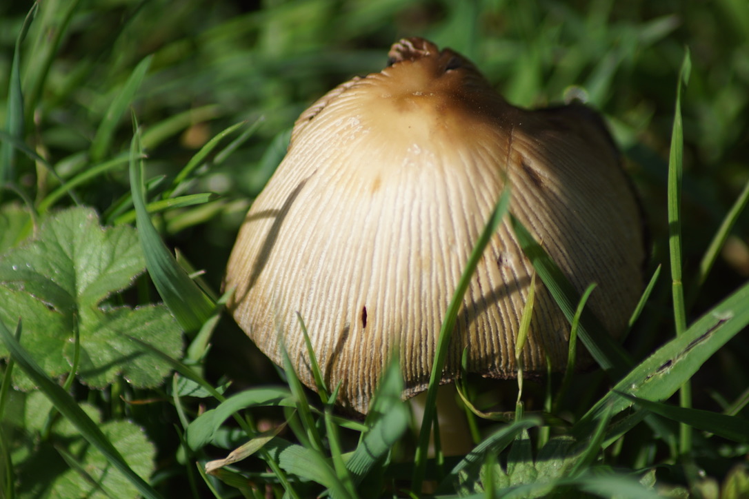 Mica cap - Coprinellus micaceus