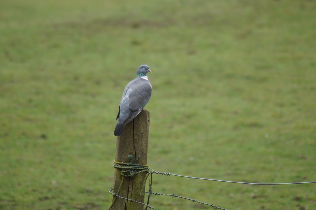 Wood pigeon