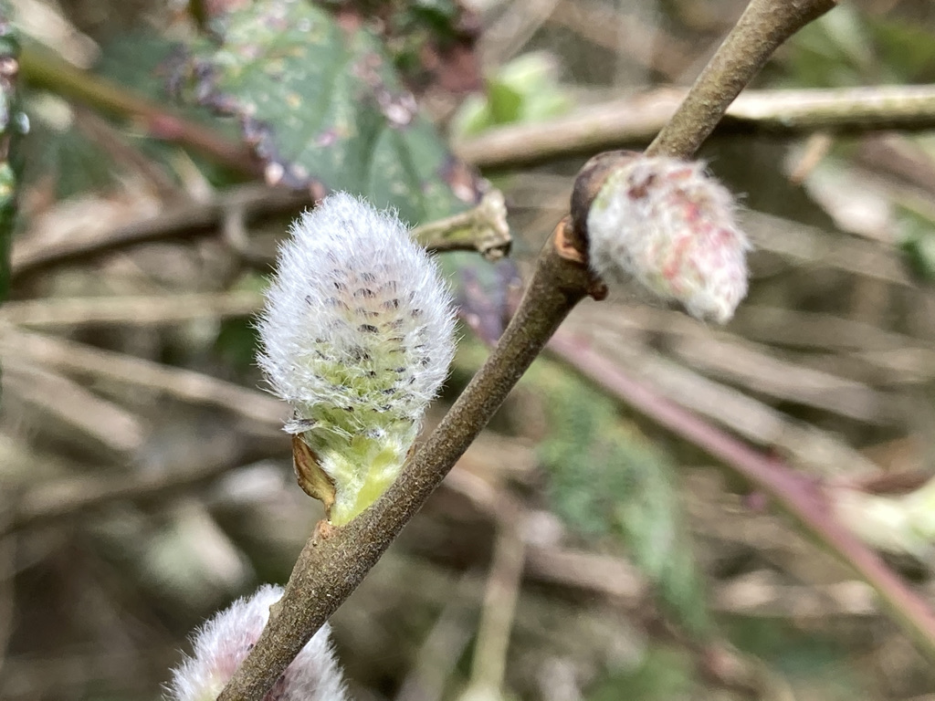 Goat willow catkins