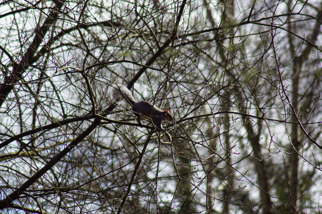 Grey squirrel 