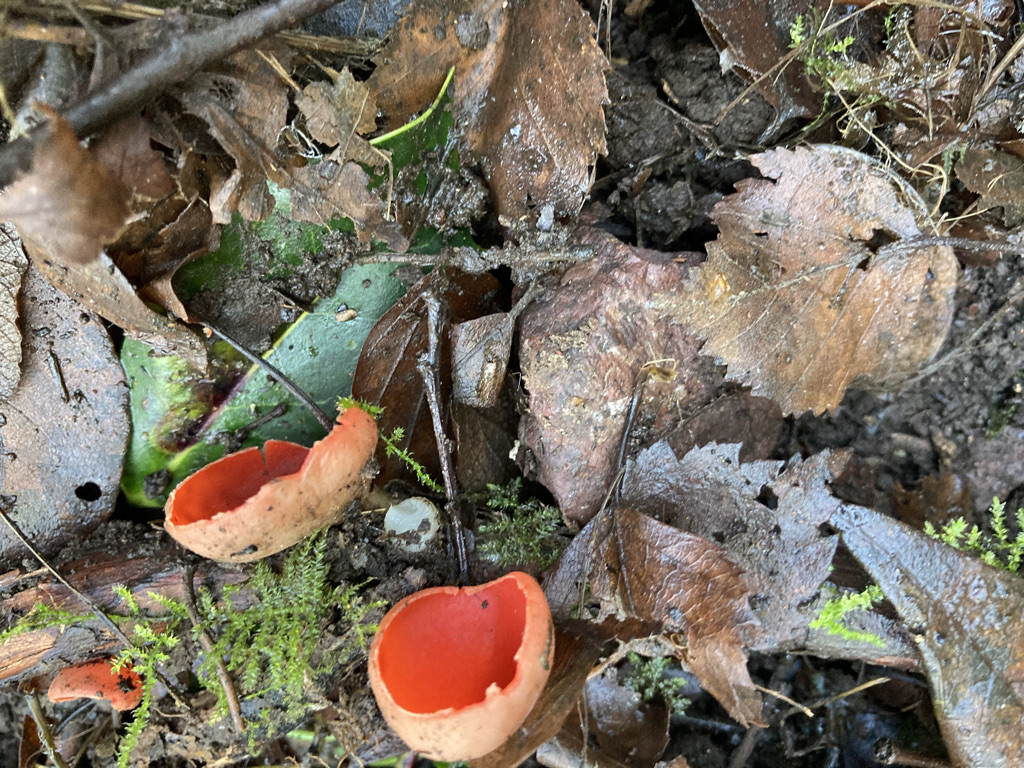 Scarlett elfcup Sarcoscypha austriaca 