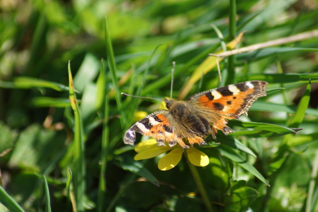 Tortoiseshell butterfly on Lesser celandine 