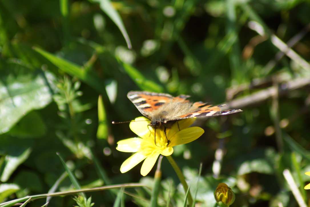 Tortoiseshell butterfly on Lesser celandine 