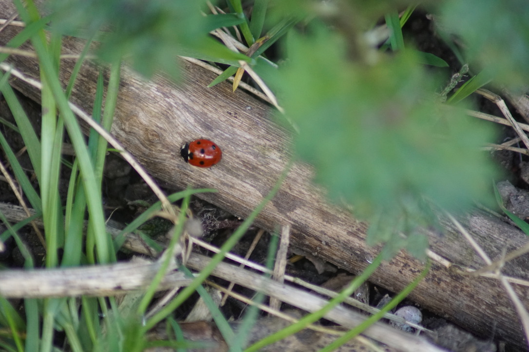 Seven-spot ladybird