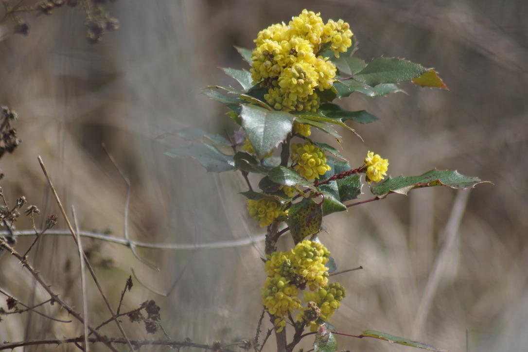 Mahonia Aquifolium - garden escapee! 